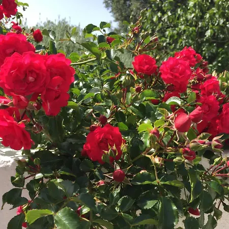 Casa de Férias La Trullarella - Casa Di Campagna *
